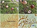 Mycena vitilis-amf1312